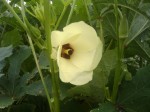 Too much okra?