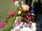 Saving my Bougainvillea
