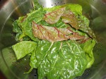 Dinner from the Garden in November