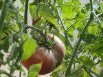 New Plantings—I want some salad!