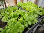 #25:  Soup and Salad