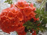Old Fashioned Flowers
