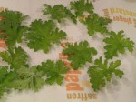 Rose Scented Geraniums