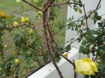 Great-grandma’s rose