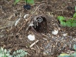 The Best Fairy Garden Ever!