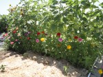 Giant sunflowers, zinnias and a family heirloom photo