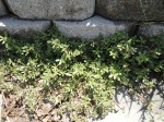 Eating Weeds
