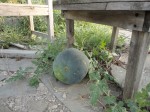 Surprise watermelon