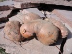 Sweet Potato  Flowers and a Good Harvest