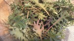 Quinoa Salad with Kale from the Garden