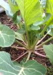 Getting Seeds Started, Ready for Spring, and a Sibling Rivalry