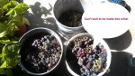 Grape stompin’ time….