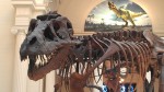 Chicago, Dinos, and The Boss