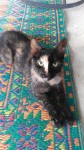 Izzy