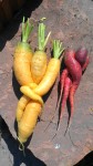 Pickled Carrots