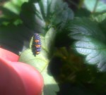 Baby Lady Bugs