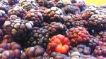 Freezing Blackberries