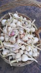 Garlic Confit