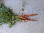 Garden Update