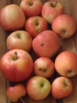 Honeycrisp Apple Harvest