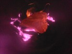 T-Bones in Ashes