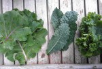 Three-Kale and Beet Green Salad with Radish and Pine Nuts