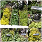 Herb Garden