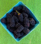 Blackberry Thyme