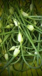 Garlic Scapes and Kale