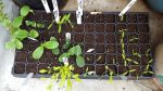 Seed planting