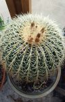 Cacti and Succulents