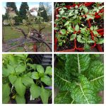 My Garden Vow (along with some tips and newly gleaned knowledge)