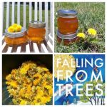 Dandelion Jelly and Falling from Trees