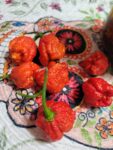 Habanero PLUS Oil